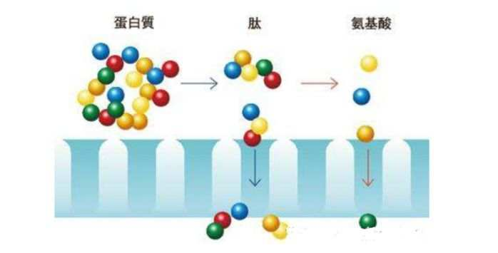 一篇大實(shí)話丨讀懂年輕五歲，速來圍觀